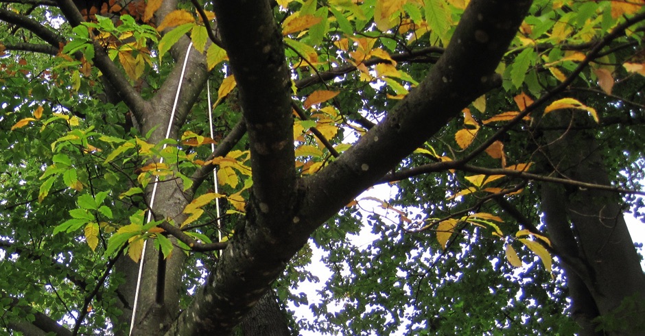 Seileinbau Wurfbeutelschleuder Industrieschleuder Wurfschnur Big Shot Vertic Baumpflege